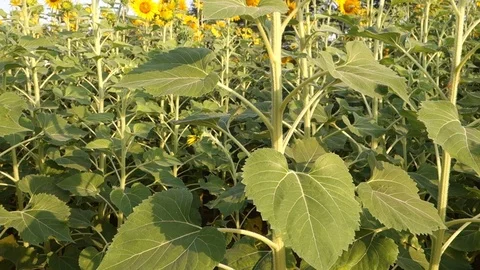 Sunflowers in India Stock Footage 87732938