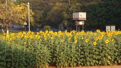 Sunflowers in India Stock Footage 87733002