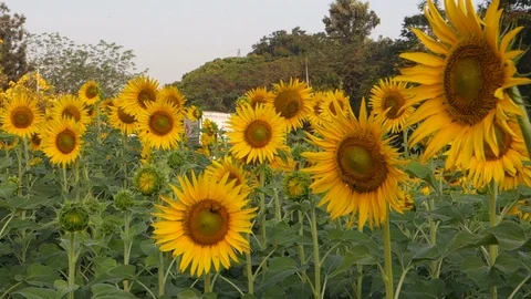 Sunflowers in India Stock Footage 87733112