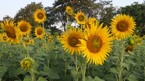 Sunflowers in India Stock Footage 87733181