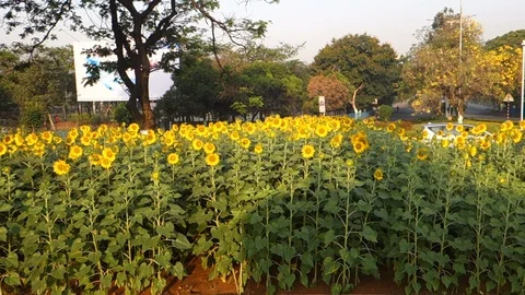 Sunflowers in India Stock Footage 87733872