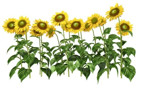 Sunflowers isolated on white background Stock Illustration