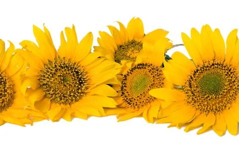 Sunflowers isolated on the white background Foto stock