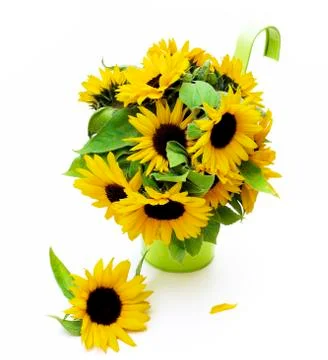 Sunflowers with Leafs Stock Photos