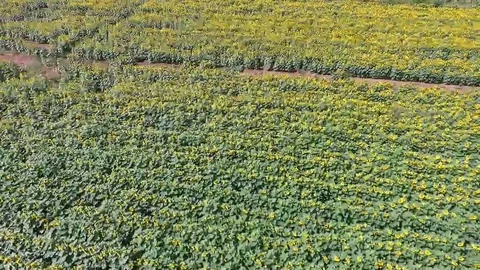 Sunflowers left to right  Video stock 69095968