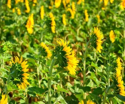 Sunflowers in lines 写真素材