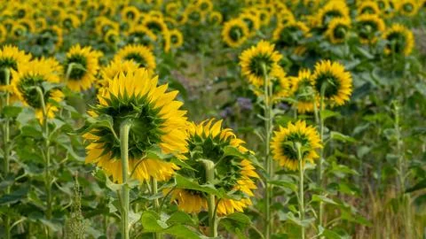 Sunflowers  looking away Stock Photos