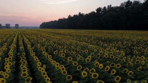 Sunflowers-low-backwards Stock Footage 302290247