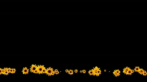 Sunflowers on lower part of the screen - digital animation Stock Footage 475977