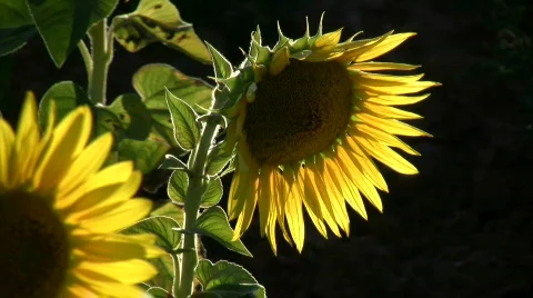 Sunflowers in the meadow Stock Footage 151322