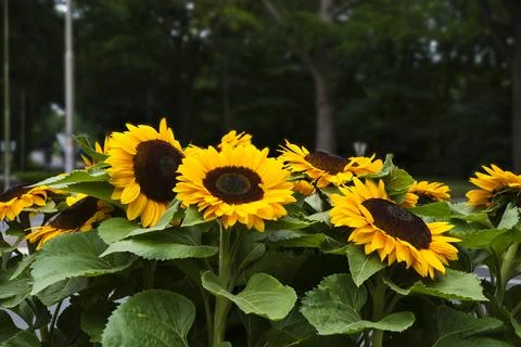 Sunflowers in memory of MH17 Stock Photos