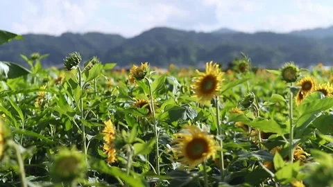 Sunflowers with mountains in the background Stock Footage 246569155