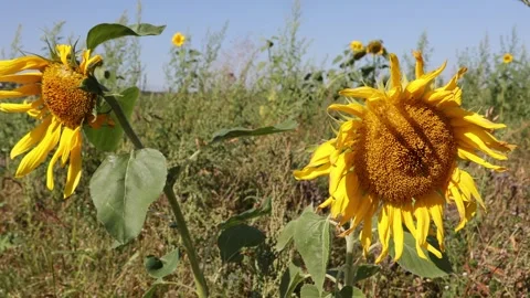 Sunflowers move Stock Footage 283168846
