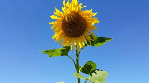 Sunflowers move in the wind against a blue sky Stock Footage 113274049