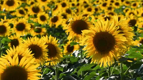 Sunflowers move in the wind. Stock Footage 159856632