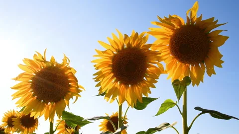 Sunflowers move in the wind. Stock Footage 159857335