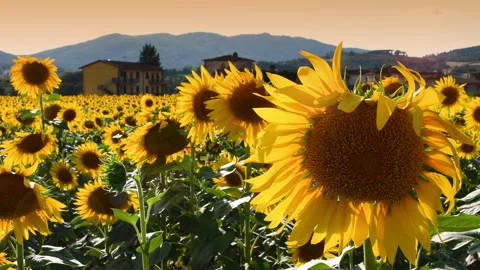 Sunflowers move in the wind under the summer sun on sunset. Stock Footage 159856668