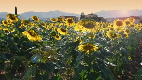 Sunflowers move in the wind under the summer sun of sunset Stock Footage 159857298