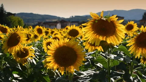 Sunflowers move in the wind under the summer sun on sunset. Stock Footage 160326976