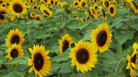 Sunflowers moving in a breeze of wind 動画素材 201372384