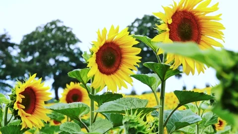 Sunflowers moving in a light breeze Stock Footage 246918563