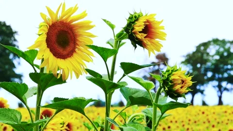 Sunflowers moving in a light breeze Stock Footage 246918564