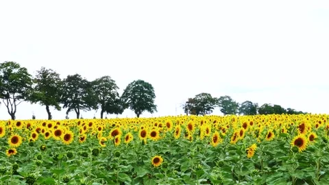 Sunflowers moving in a light breeze Stock Footage 246918566