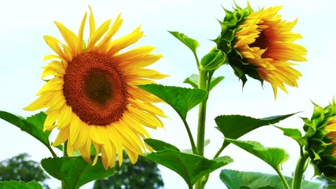 Sunflowers moving in a light breeze Stock Footage 246918587