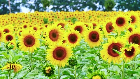 Sunflowers moving in a light breeze Stock Footage 246918588