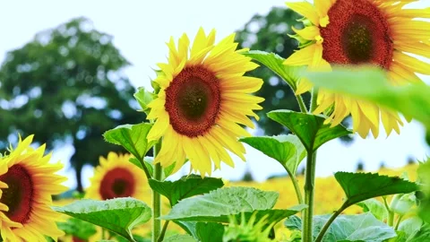 Sunflowers moving in a light breeze Stock Footage 246918589