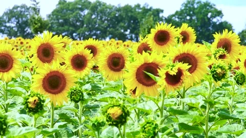 Sunflowers moving in a light breeze Stock Footage 246918597