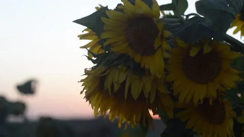 Sunflowers moving in the wind after sunset Stock Footage 141310425