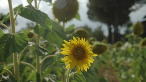 Sunflowers moving, wind blowing during summer. Slow motion Stock Footage 136242547