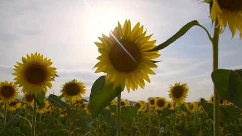 Sunflowers moving in the wind at down, sun flare Video stock 121256313