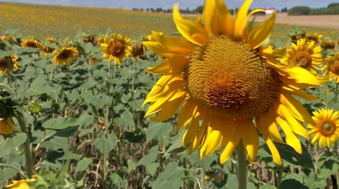 Sunflowers moving in  the wind Stockbeeldmateriaal 48153819