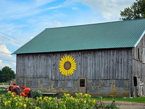 Sunflowers With Old Barn Stock Photos