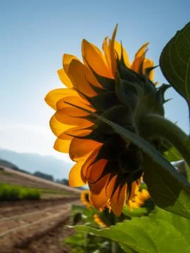 Sunflowers in the open field Stock Photos