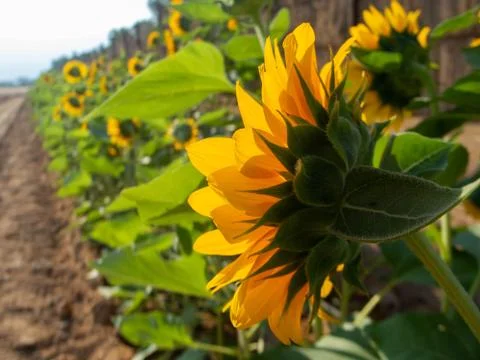 Sunflowers in the open field Stock Photos