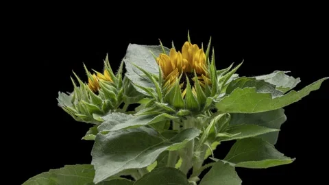 Sunflowers opening up. Video stock 271118398