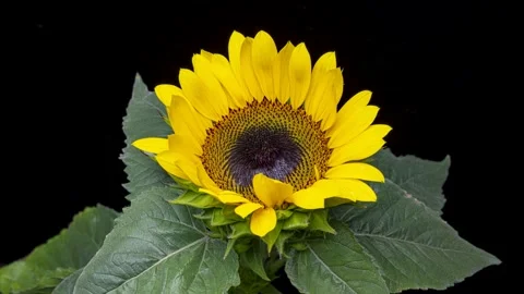 Sunflowers opening up Stock Footage 274874119