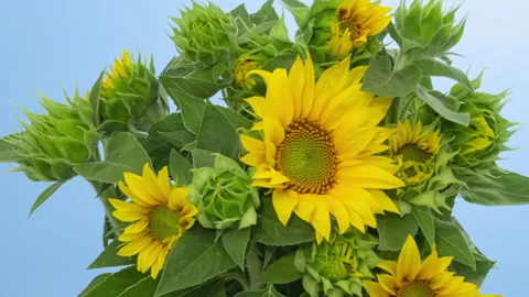 Sunflowers opening timelapse on blue screen Stock Footage 248250813