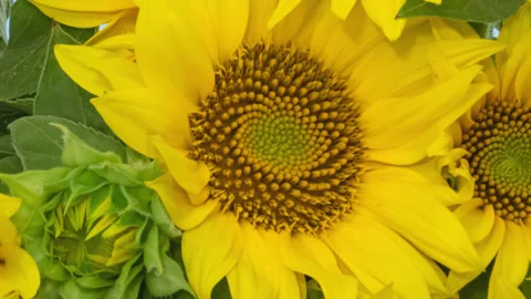 Sunflowers opening timelapse Stock Footage 273385597