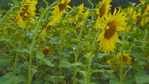 Sunflowers in the outdoors Stock Footage 80071934