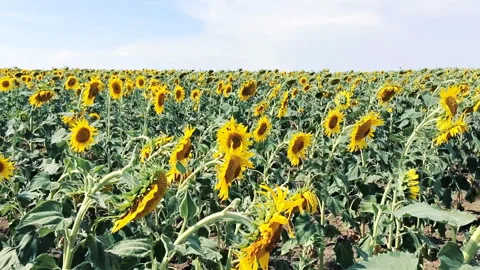 Sunflowers panning camera.  Stock Footage 92239400