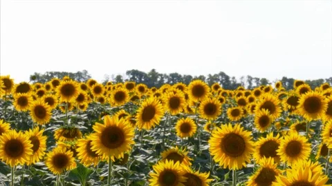 Sunflowers panning camera. Stock Footage 92797751
