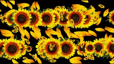 SUNFLOWERS PARADE Stock Footage 265488960