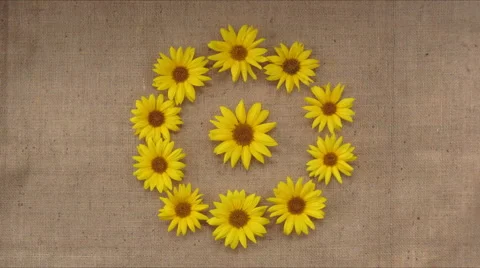 Sunflowers pattern appears. Stop motion time lapse animation Stock Footage 66344419