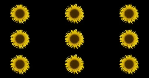 Sunflowers Pattern on Black Background Stock Footage 313685124
