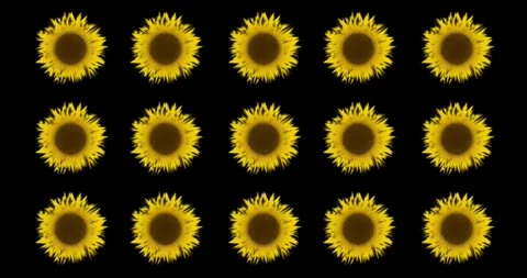 Sunflowers Pattern on Black Background Stock Footage 313897520