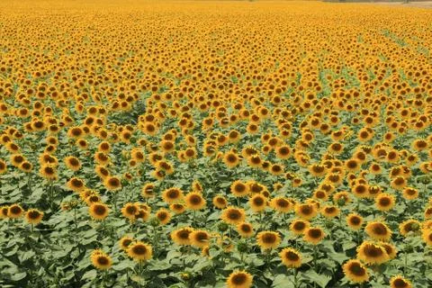 Sunflowers pattern Stock Photos